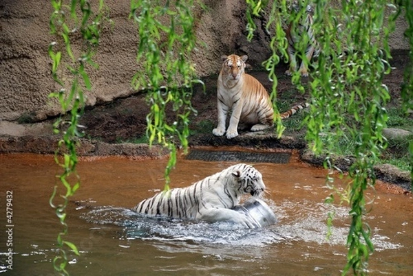 Obraz Two Young Tigers Playing In The Water