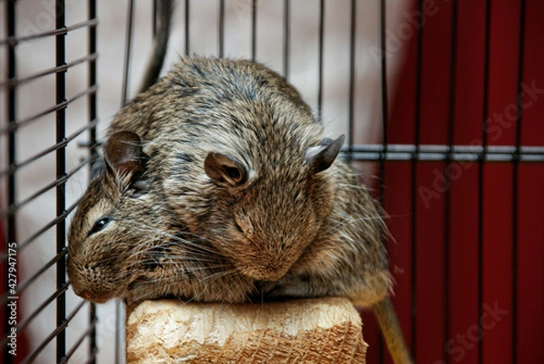 Obraz degus in a cage