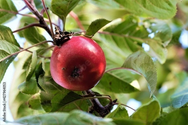 Fototapeta A single red apple in an appletree as a close up from below
