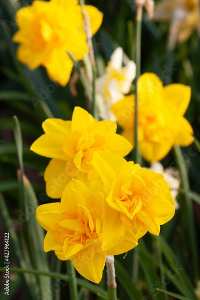 Obraz yellow daffodil flowers