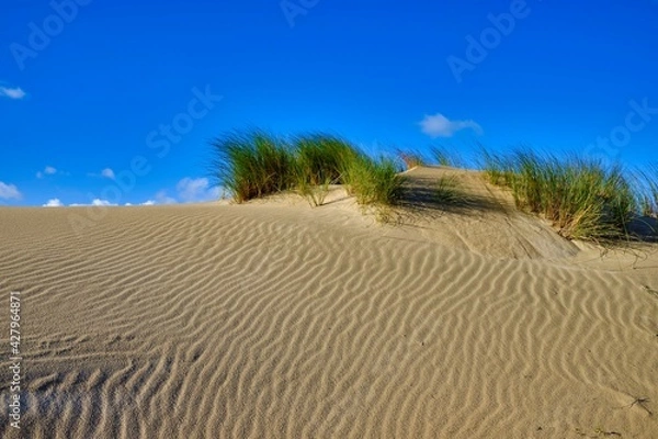 Fototapeta Waves in the sand of dunes with some vegetation