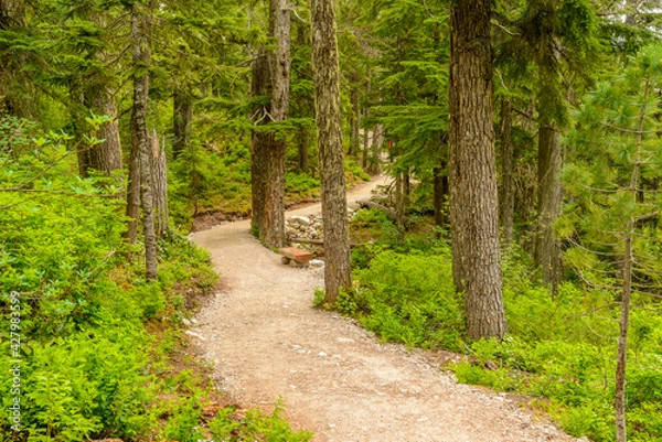 Obraz Fragment of Panorama Trail in Sea to Sky Gondola Park in Vancouver, Canada.