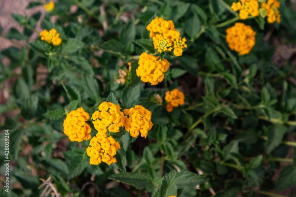 Obraz yellow flowers