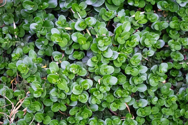 Obraz green leaves background