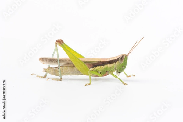 Obraz the green migratory locust isolated on white background