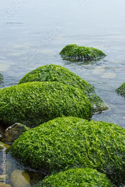 Fototapeta Calm Seascape with algae covered rocks