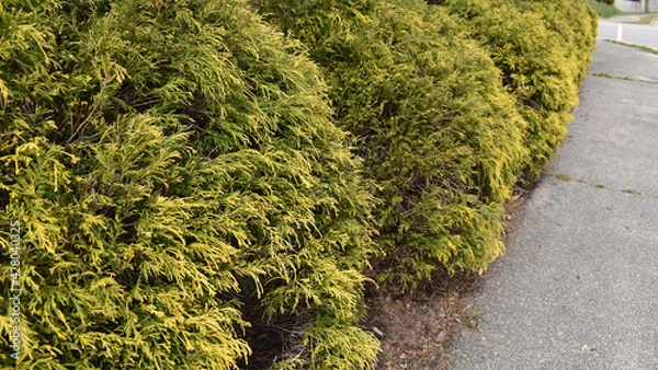 Fototapeta Shubbery Along A Road in a Suburban Nieghborhood