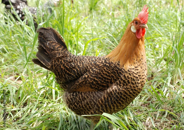 Obraz Andalusian Rooster