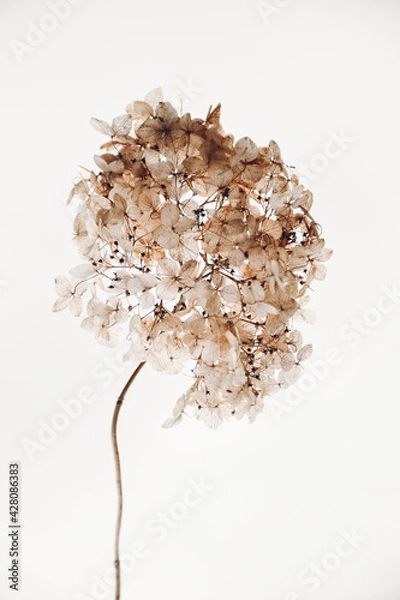 Fototapeta Dry hydrangea flowers close-up. Natural background. Floral texture, poster.
Set the trend in champagne color. Selective focus