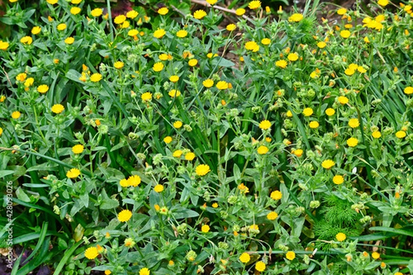 Obraz フユシラズの黄色い花