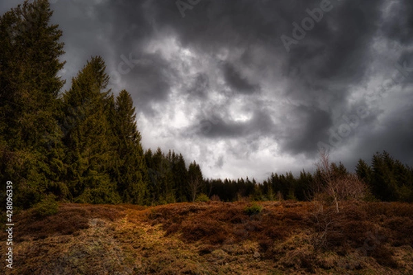 Obraz clouds in the forest
