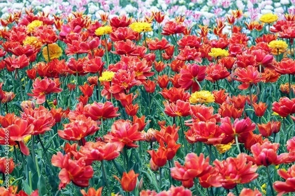 Fototapeta 日本の観光地の美しいチューリップガーデン