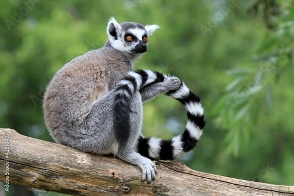 Obraz Lemur w niewoli