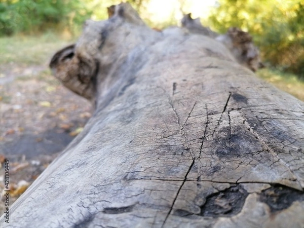 Obraz Structure of a tree surface close-up.