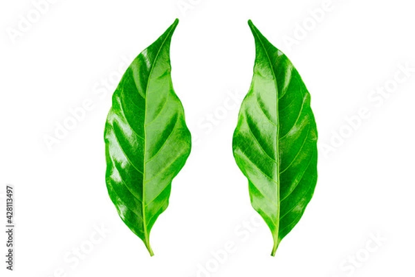 Fototapeta Green leaves on isolate Background.