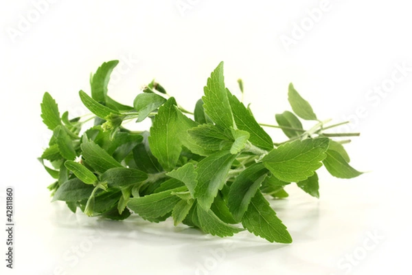 Obraz Stevia
