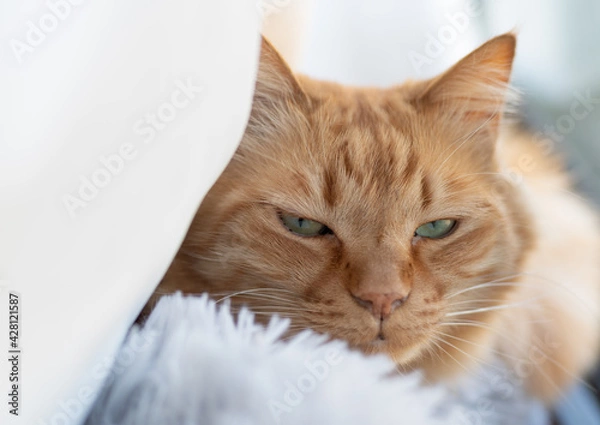 Fototapeta 窓辺の猫　茶トラ猫