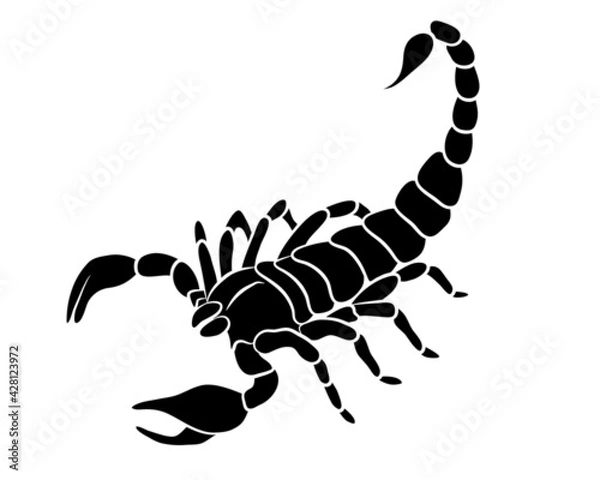 Fototapeta Graphic scorpion isolated on white background, vector illustration for tattoo and print