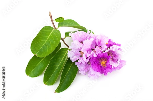 Obraz Lagerstroemia speciosa flower isolated on white background.