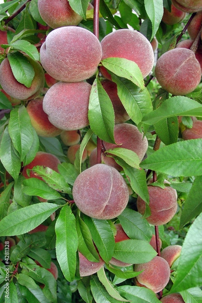 Obraz peach