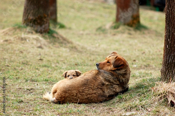 Obraz dog baby forest