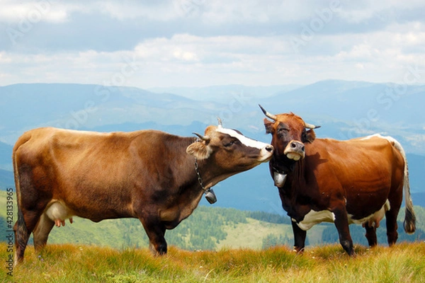 Obraz cows on the meadow mountain
