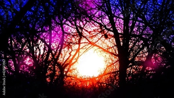 Fototapeta sunset in the forest