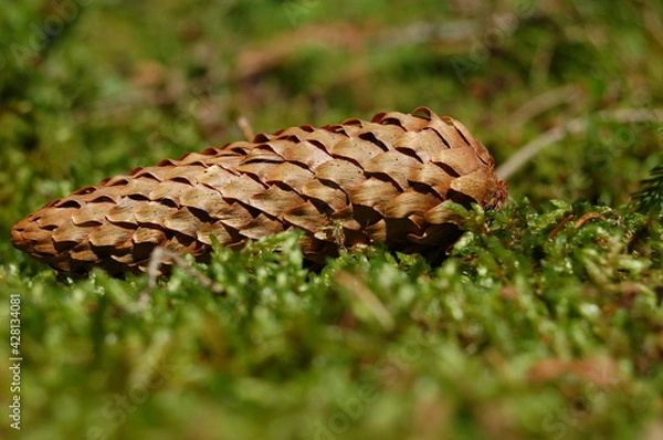 Obraz pine cone on the ground