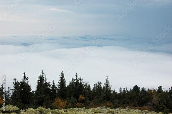 Obraz forest in the mountains
