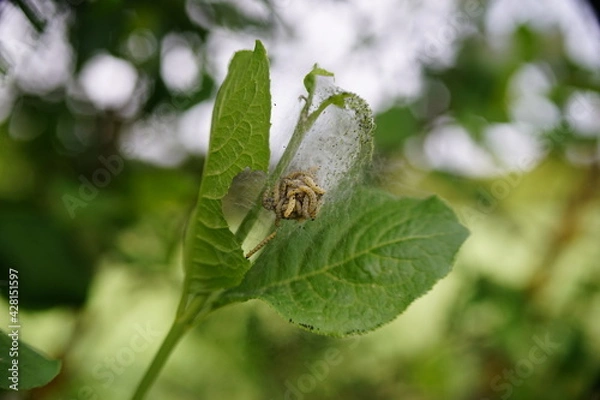 Obraz oak processionary moth