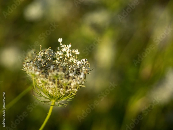 Obraz Florales Kunstwerk