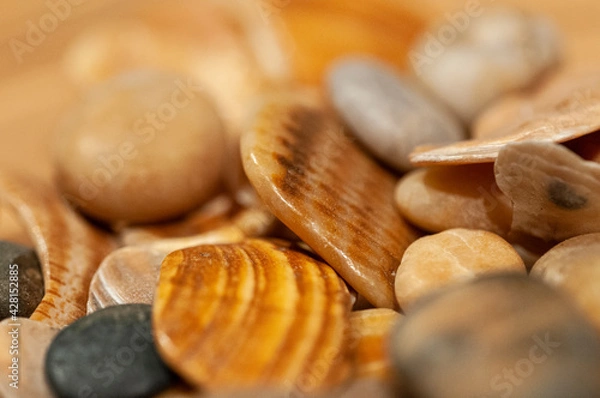 Obraz Muscheln