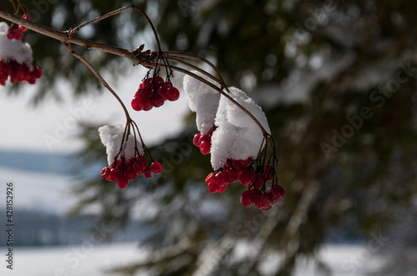 Obraz Beere der Eberesche