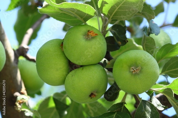 Obraz Green Apples