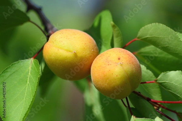 Obraz Ripe Apricots