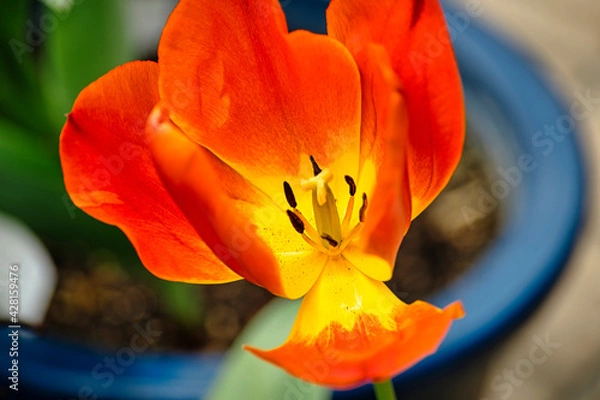 Obraz チューリップ