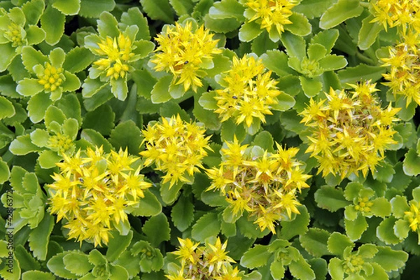 Obraz Sedum_8936