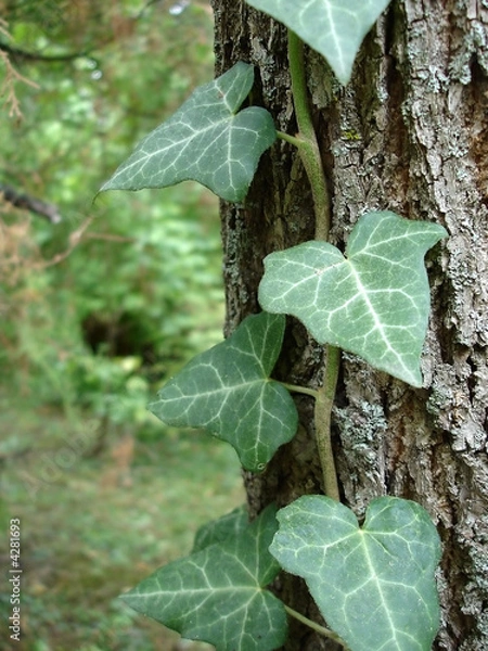 Fototapeta ivy