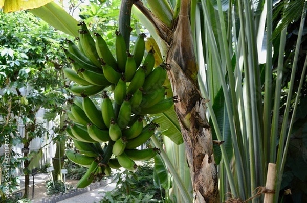 Fototapeta バナナの木