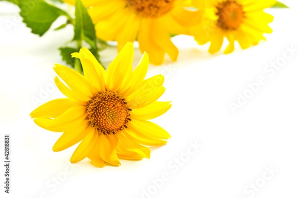 Obraz yellow daisies