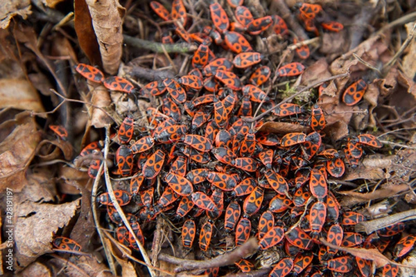 Fototapeta  The firebugs (Pyrrhocoris apterus) in a garden