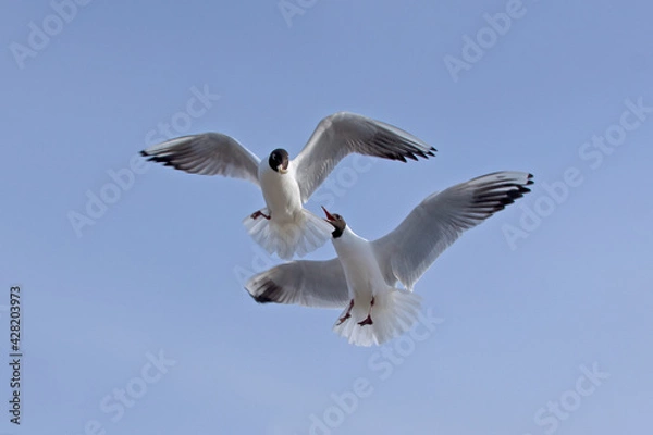 Fototapeta Close-up flying Black-headed gull in the sky on plain background