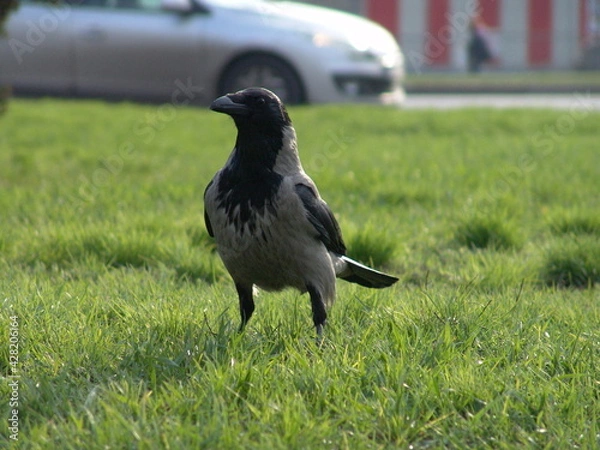 Obraz crow on the grass