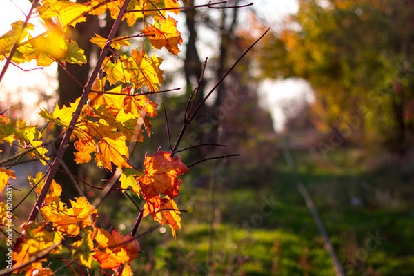 Obraz Yellow leafs with railway in autumn
