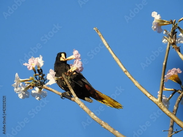 Obraz oropéndola crestada 