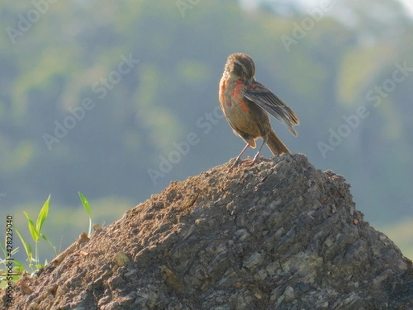 Obraz tordo pechi rojo 