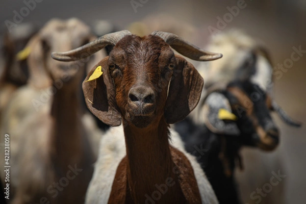 Obraz Goats from UAE mountains