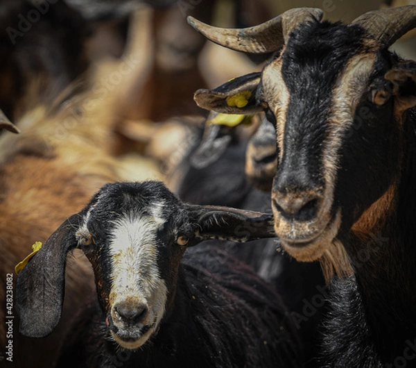 Obraz Goats from UAE mountains