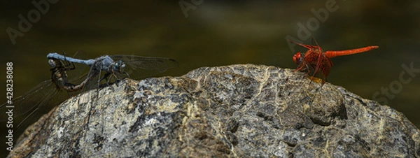 Obraz Dragonflies blues and red