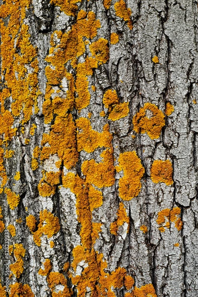 Obraz bark of a tree